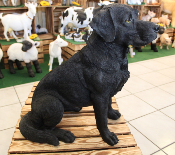 Labrador schwarz, sitzend